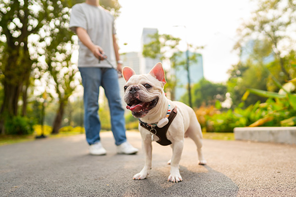 French bulldog going for a walk with owner