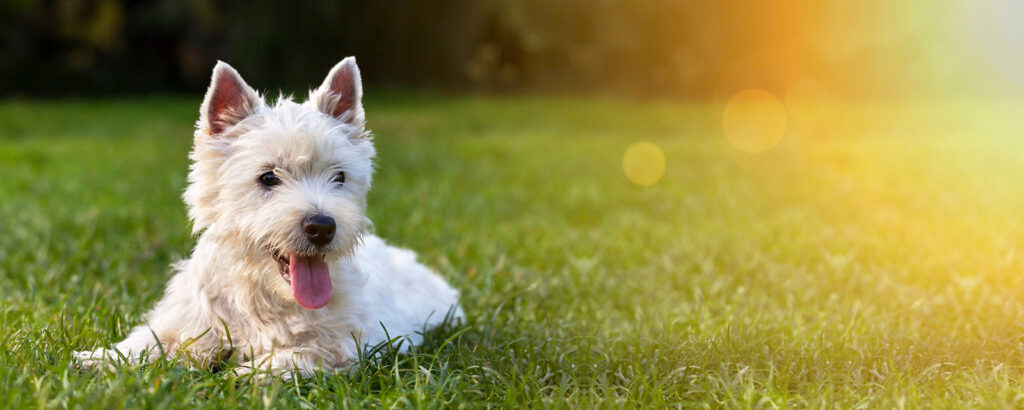 Happy white terrier laying in the grass
