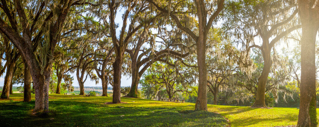 Live Oak trees in a park