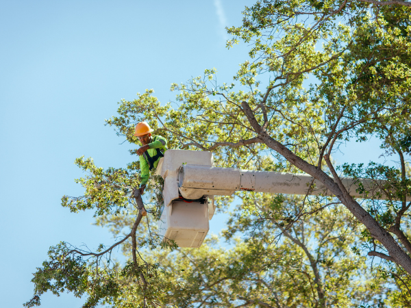 Town Council to Implement Tree Trimming Vendor Registration Program
